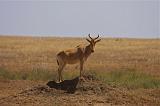 TANZANIA - Serengeti National Park - 315 Antilope HarteBeast